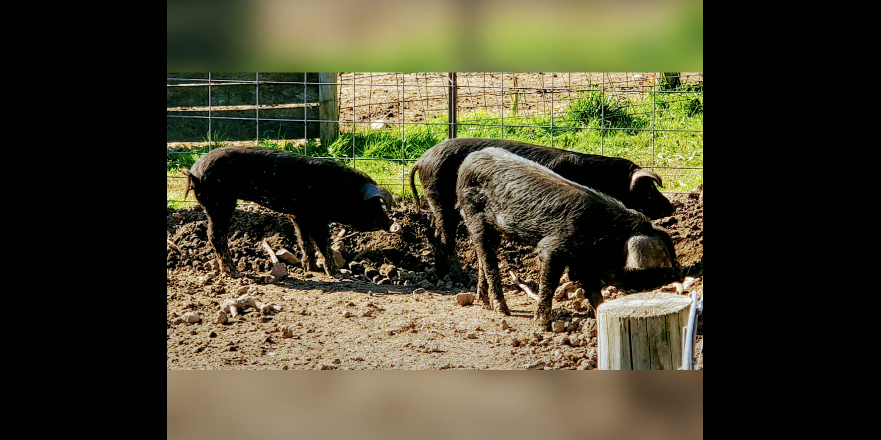 ALMAR ORCHARDS PIGS LIFE